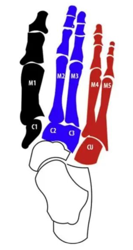 Lisfranc Joint Anatomy Lisfranc Joint Anatomy